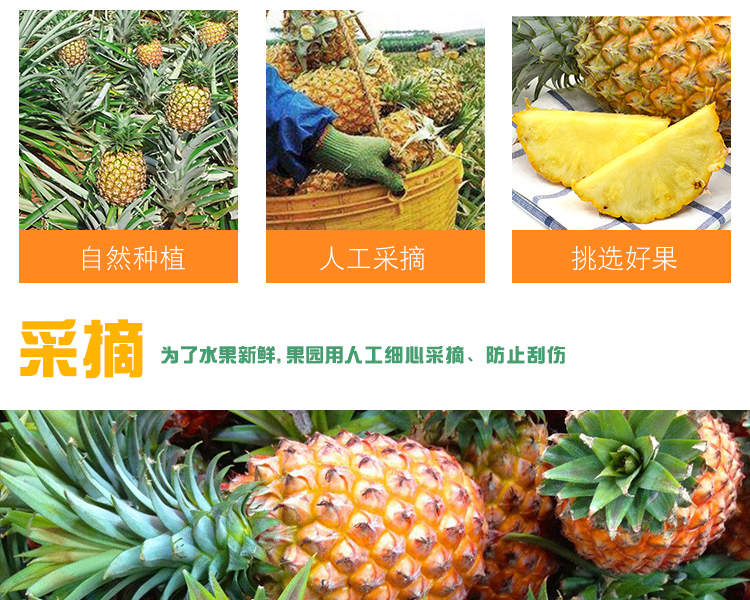 海南凤梨